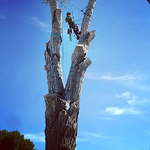 Tree Safety Climbing