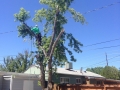 Grand Junction Tree Service